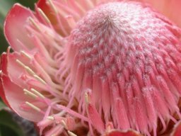 Protea dracomontana florets in various stages